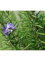 Heirloom Seeds(BIRRI) Rosemary