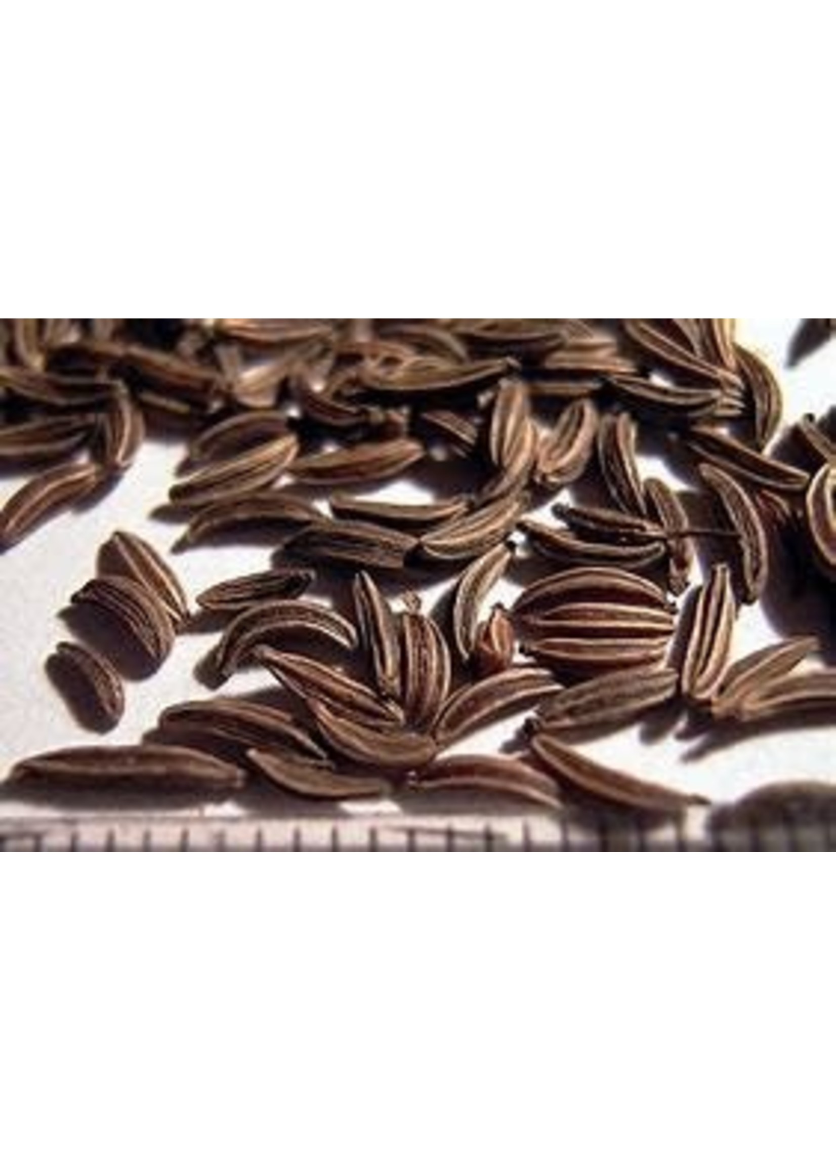Heirloom Seeds(BIRRI) Caraway