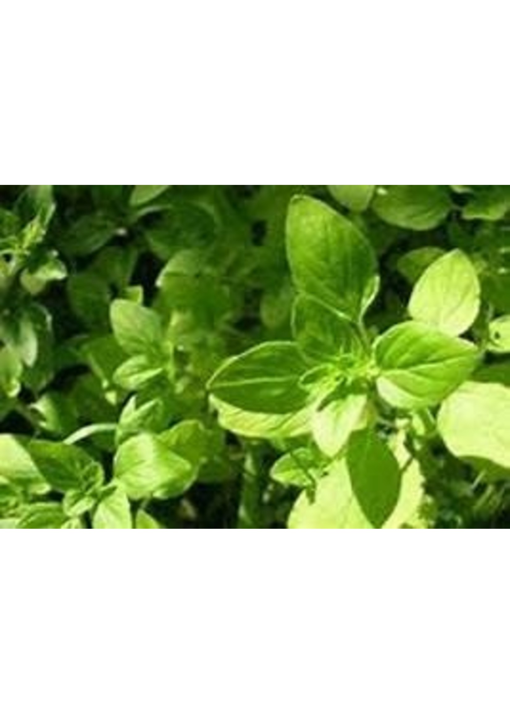 Heirloom Seeds(BIRRI) Oregano – Italian