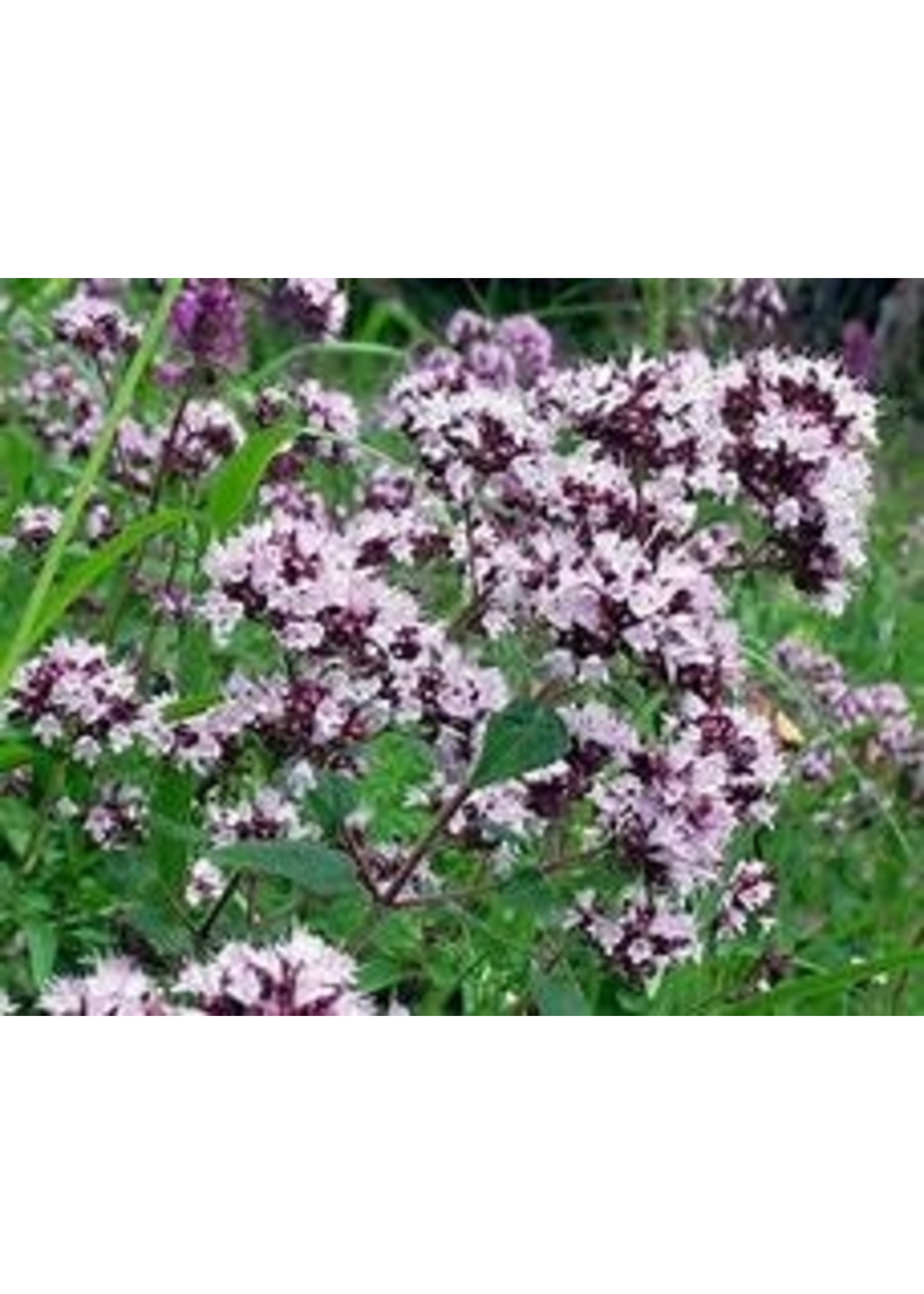 Heirloom Seeds(BIRRI) Oregano – Italian