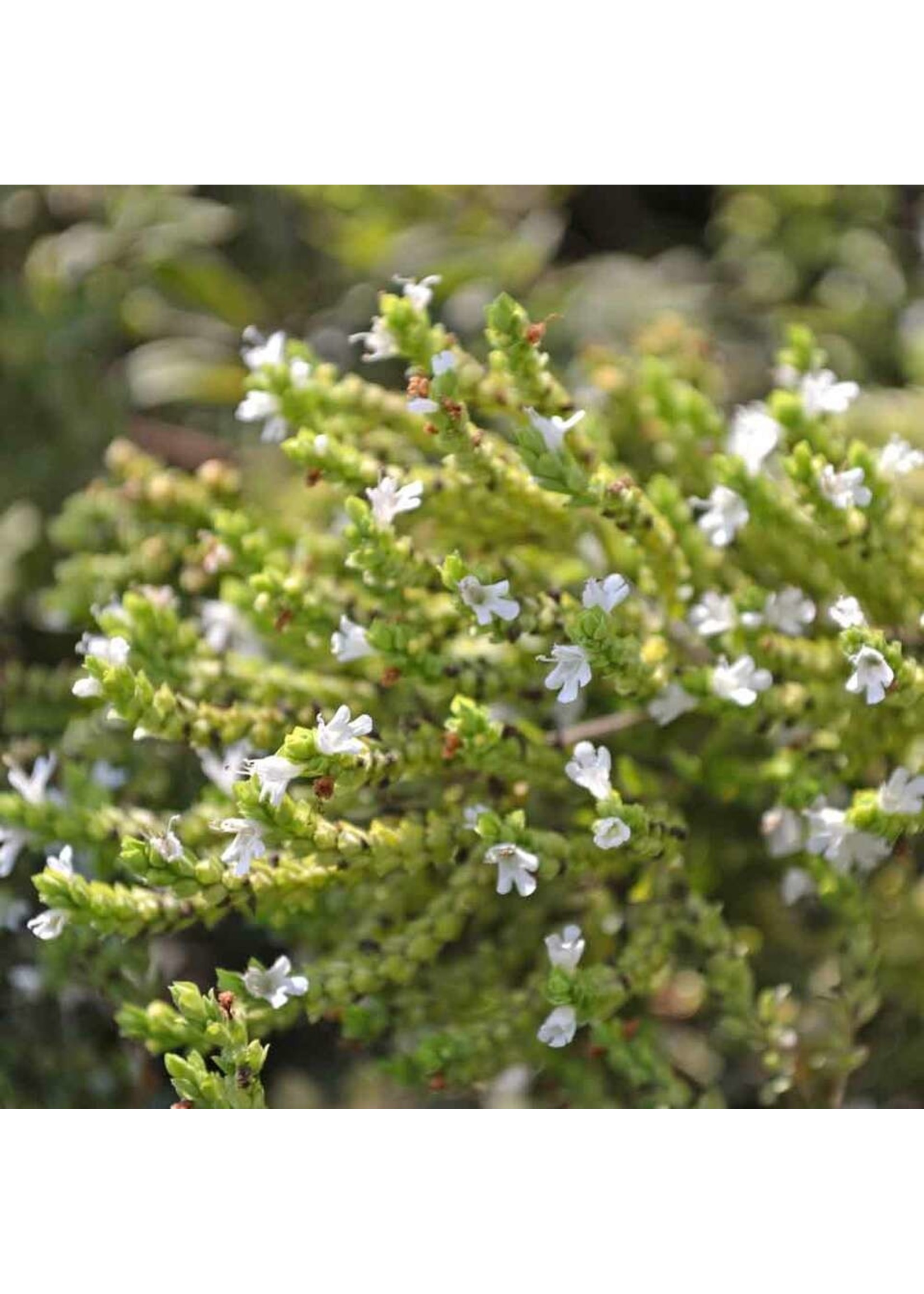 Heirloom Seeds(BIRRI) Oregano – Greek