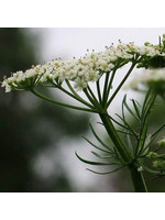 Heirloom Seeds(BIRRI) Cumin