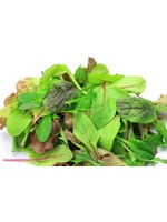 Heirloom Seeds(BIRRI) Mesclun mixed lettuce (homemade mix)
