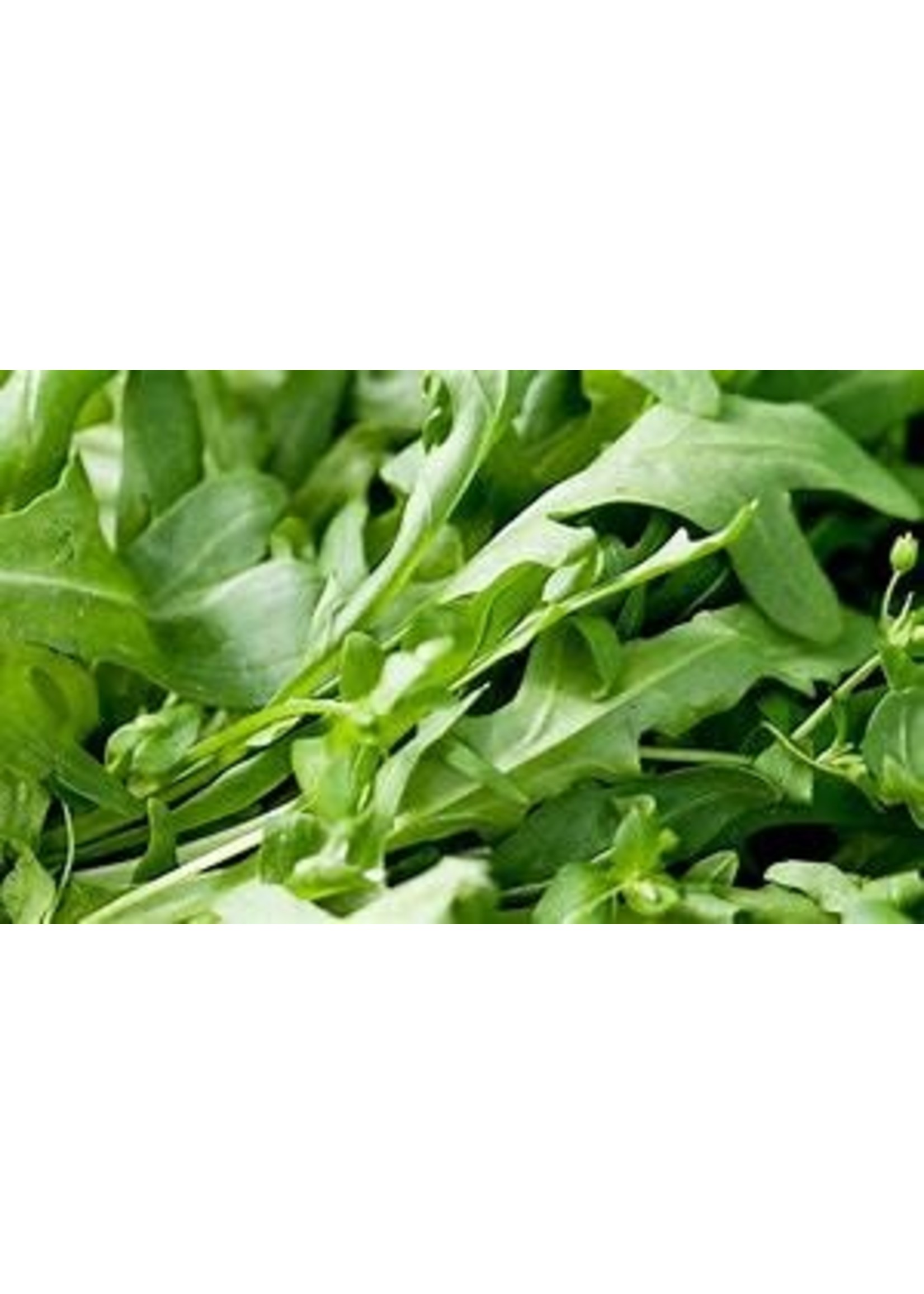 Heirloom Seeds(BIRRI) Mesclun mixed lettuce (homemade mix)