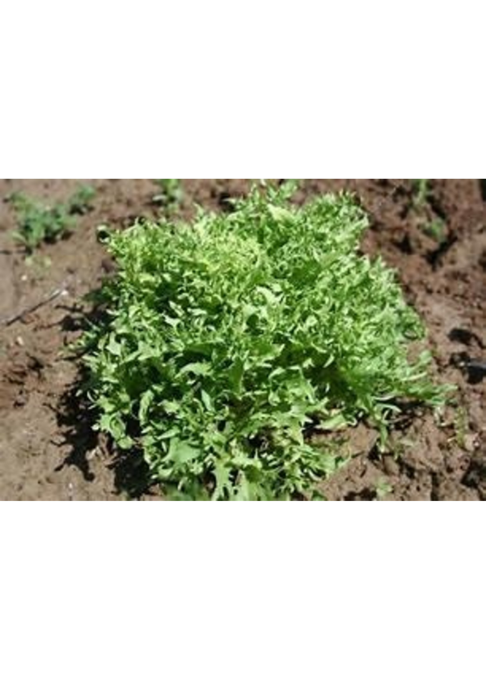 Heirloom Seeds(BIRRI) Mesclun mixed lettuce (homemade mix)