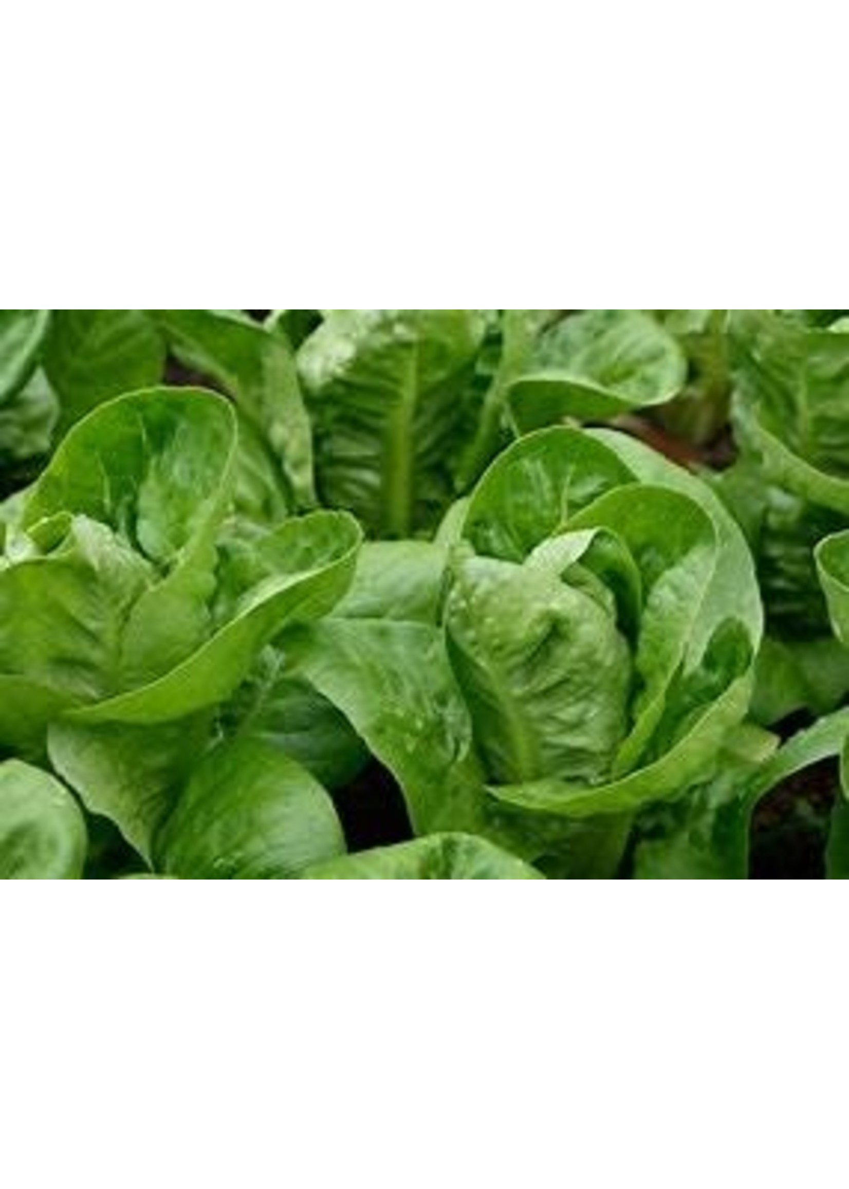 Heirloom Seeds(BIRRI) Mesclun mixed lettuce (homemade mix)