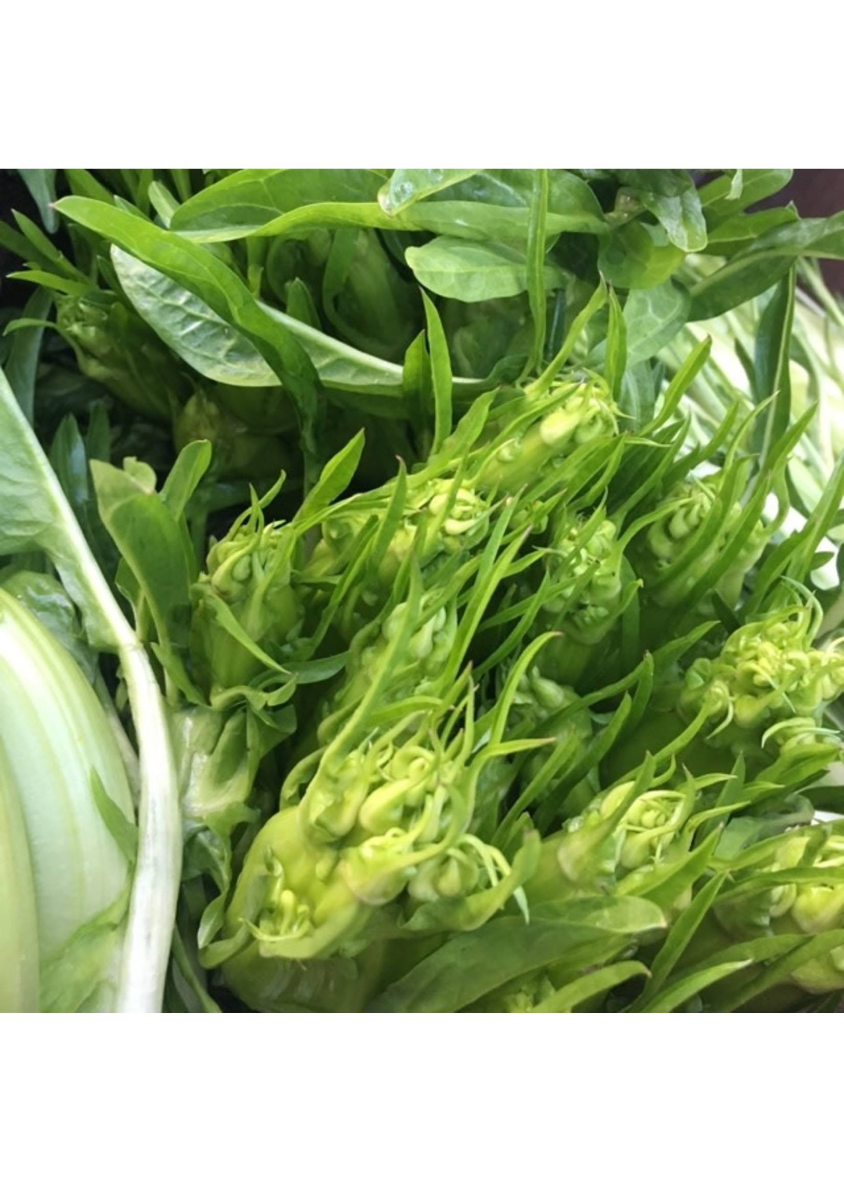 Heirloom Seeds(BIRRI) Mesclun mixed lettuce (homemade mix)