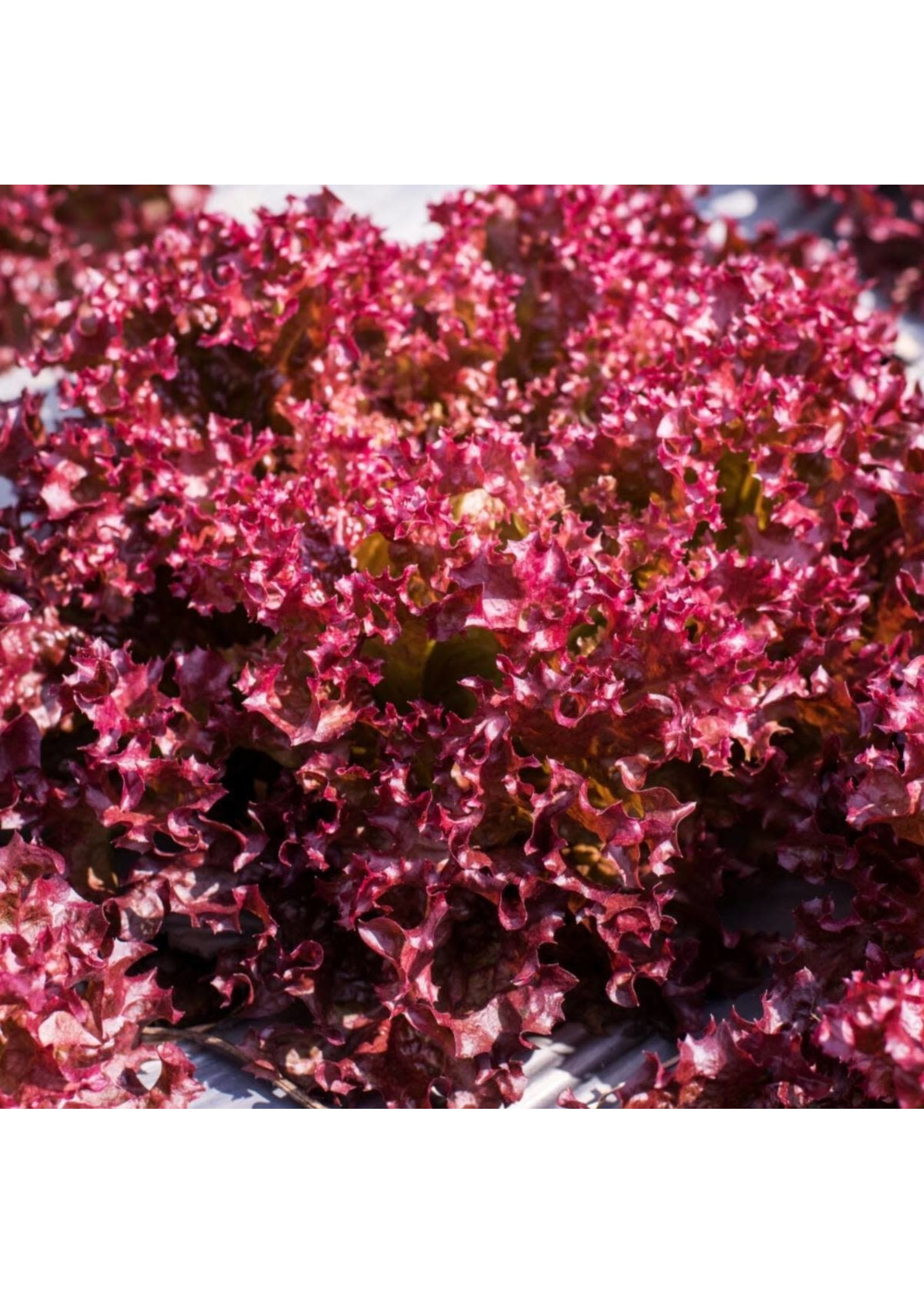 Heirloom Seeds(BIRRI) Mesclun mixed lettuce (homemade mix)