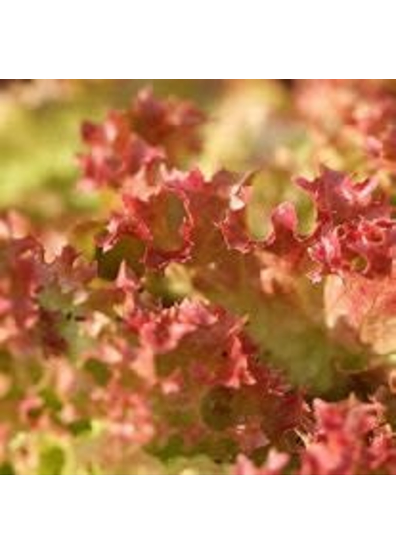 Heirloom Seeds(BIRRI) Mesclun mixed lettuce (homemade mix)