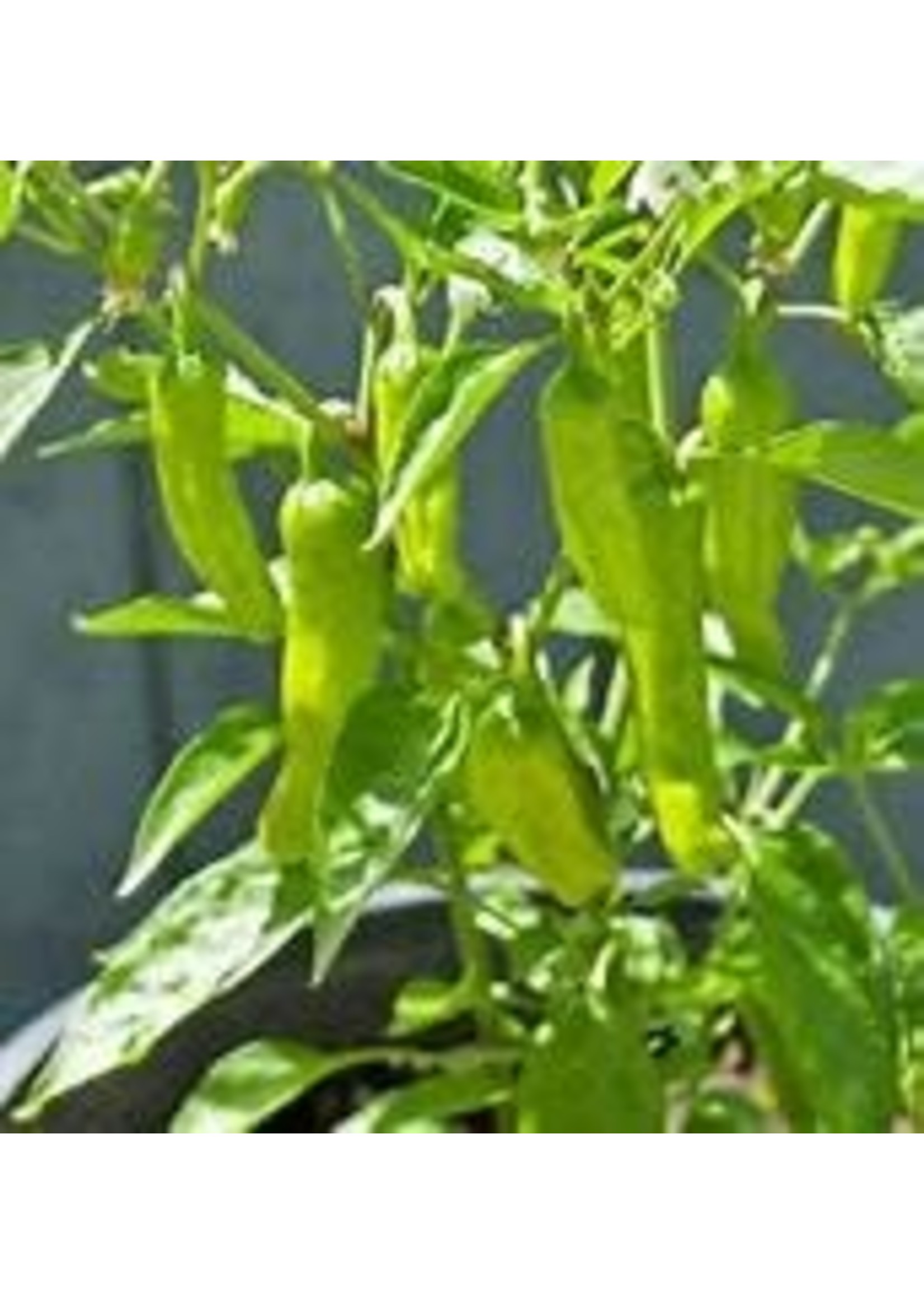 Heirloom Seeds(BIRRI) Hot Peppers – Pepperoncini
