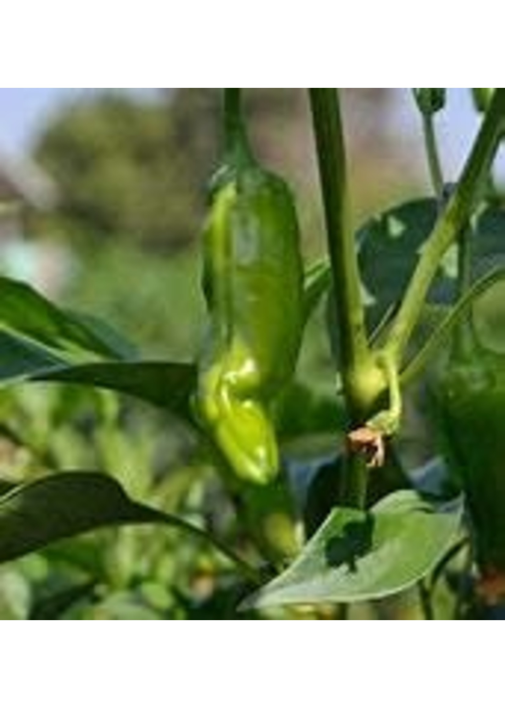 Heirloom Seeds(BIRRI) Hot Peppers – Pepperoncini
