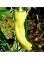 Heirloom Seeds(BIRRI) Pepper – Sweet Cubanelle