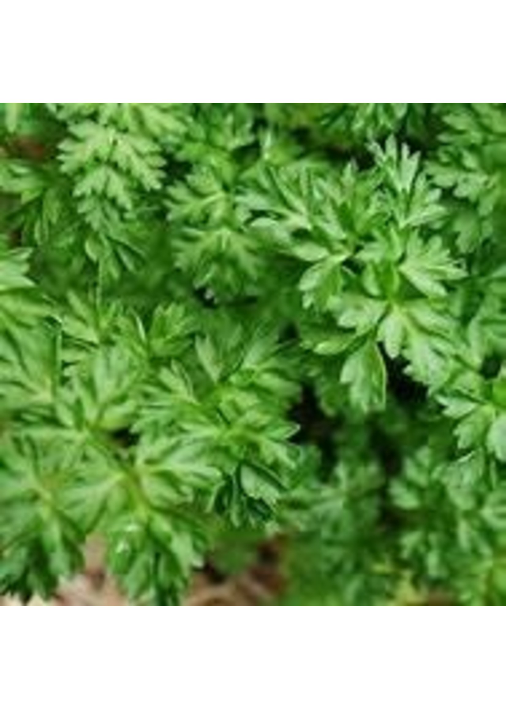 Heirloom Seeds(BIRRI) Chervil