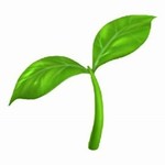 Garden Seeds