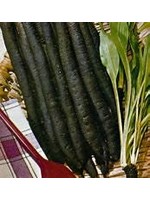 Heirloom Seeds(BIRRI) Salsify – Black Enorma Scorzonera