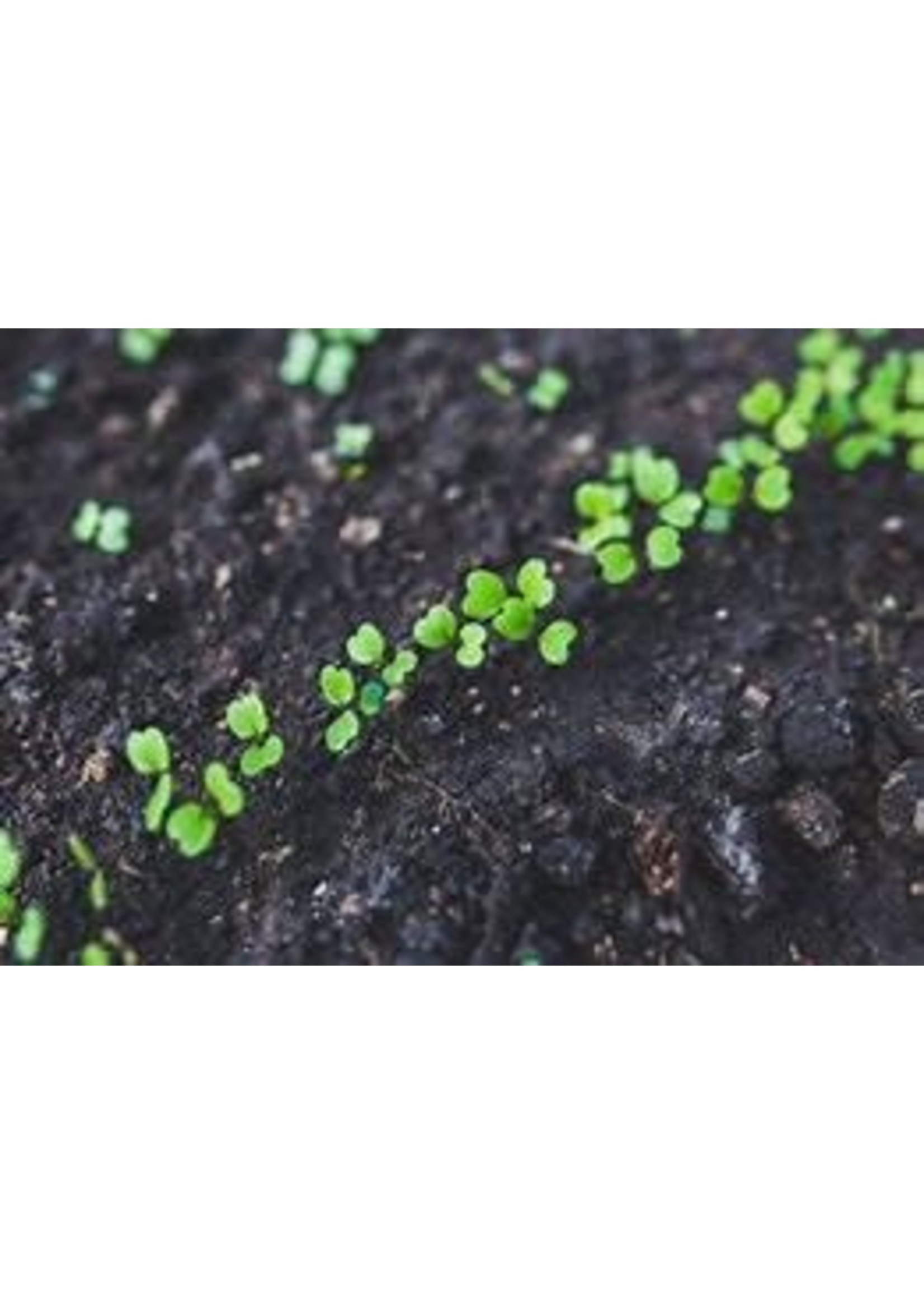 Heirloom Seeds(BIRRI) Arugula Rocket – Cultivated(Eruca Sativa)