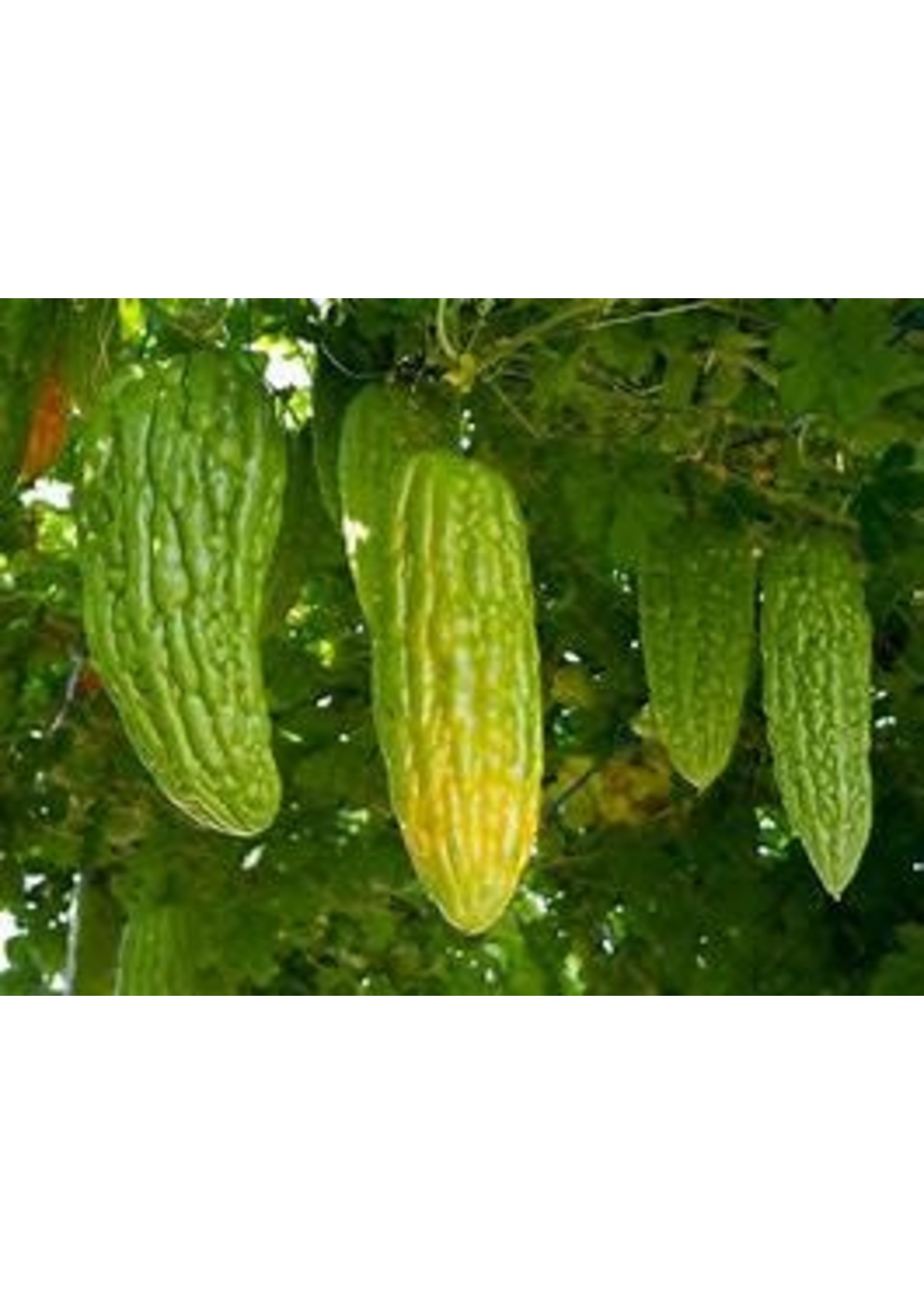Heirloom Seeds(BIRRI) Gourd- Bitter melon