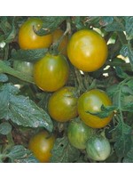 Heirloom Seeds(BIRRI) Tomatoes – Green Grape