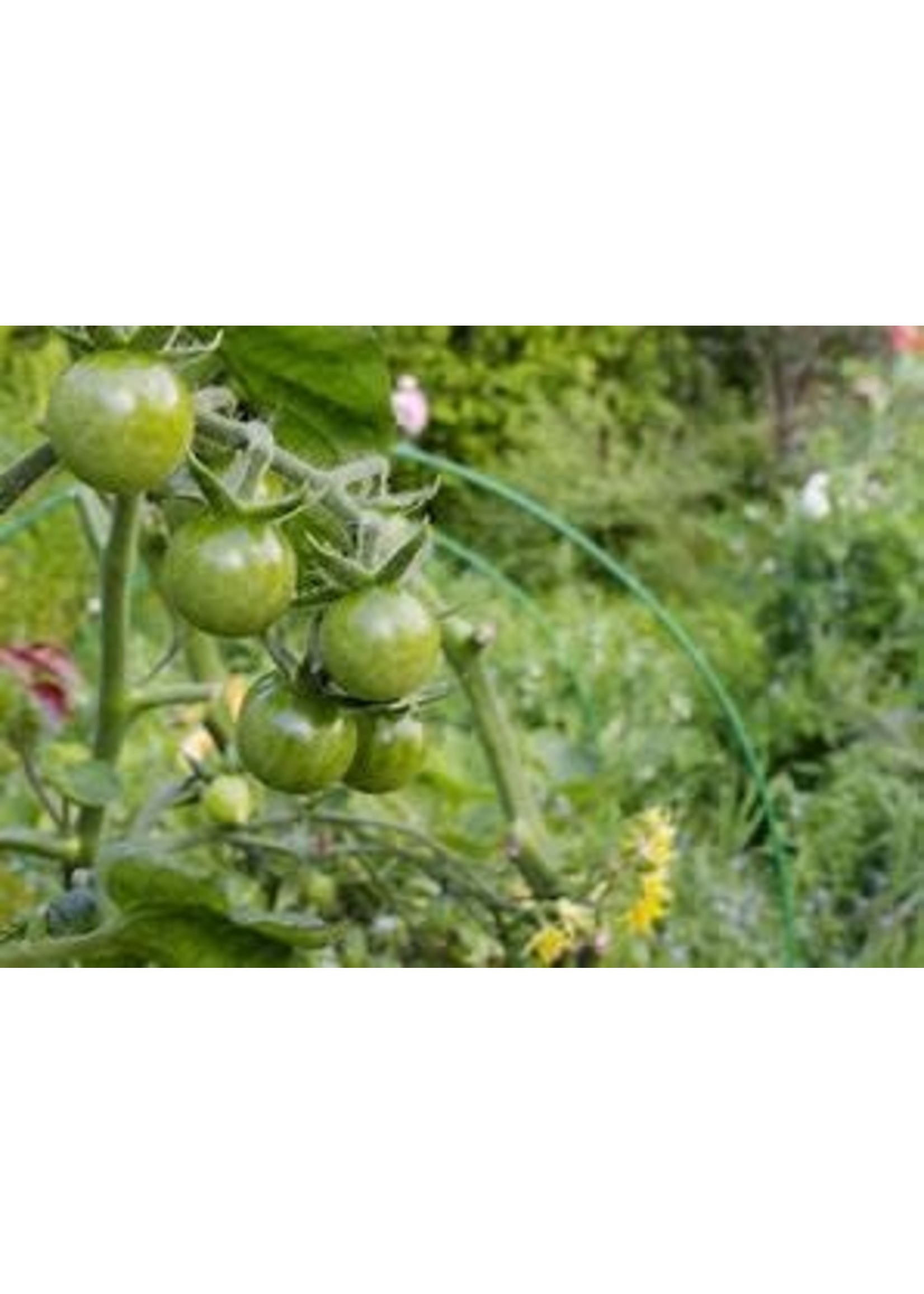 Heirloom Seeds(BIRRI) Tomatoes – Green Grape