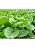 Heirloom Seeds(BIRRI) Spinach – Malabar Green