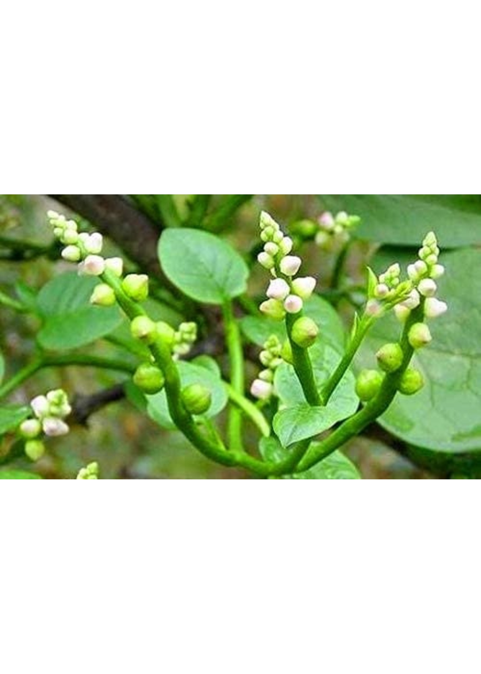 Heirloom Seeds(BIRRI) Spinach – Malabar Green