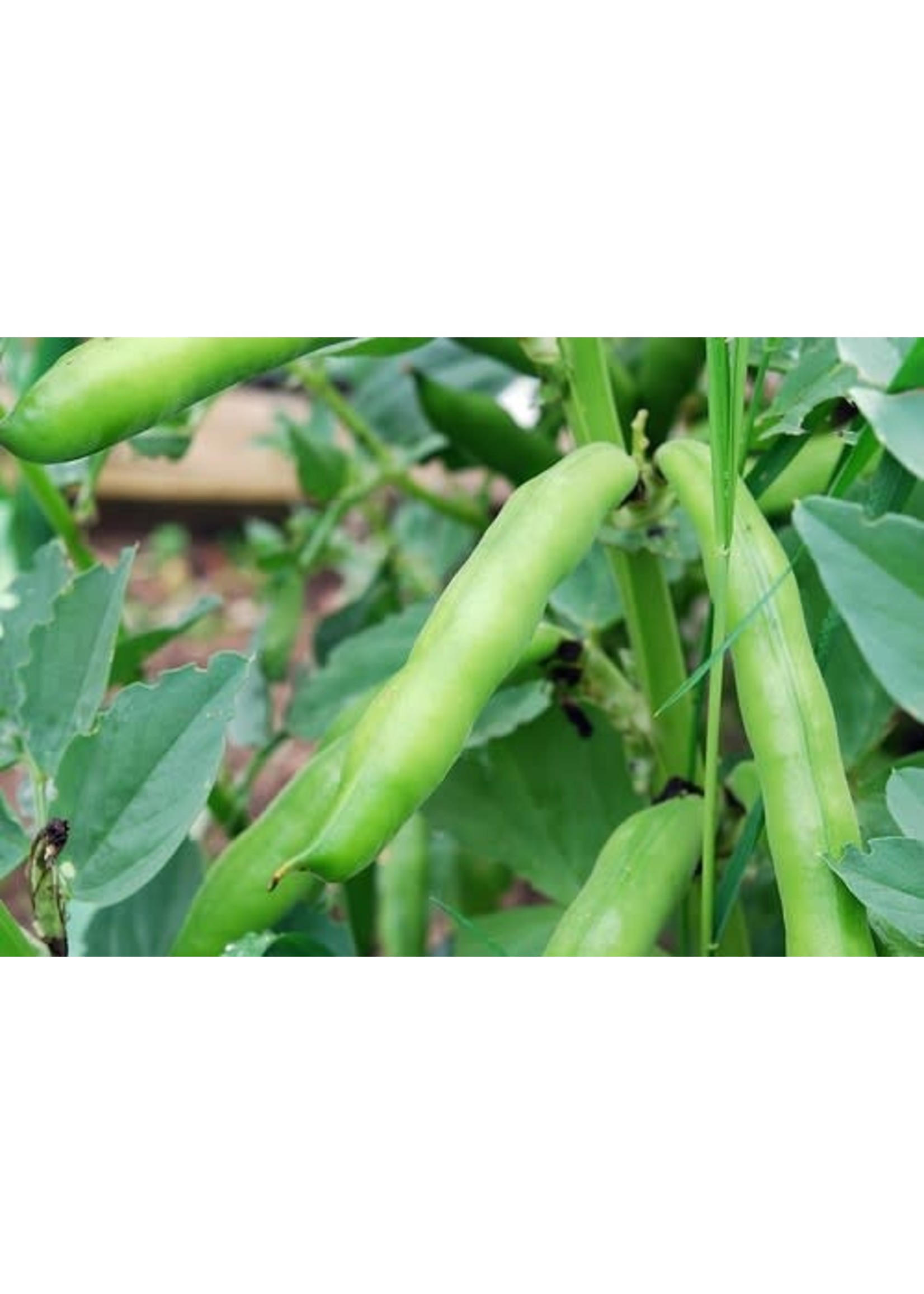 Heirloom Seeds(BIRRI) Bean– Fava Vroma