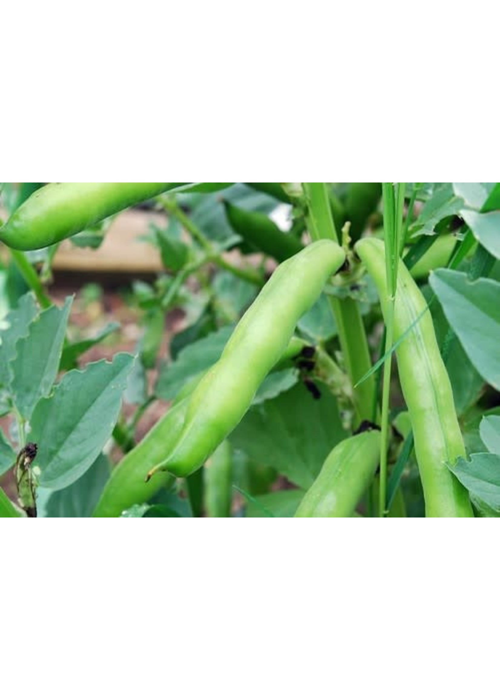 Heirloom Seeds(BIRRI) Beans– Fava Vroma