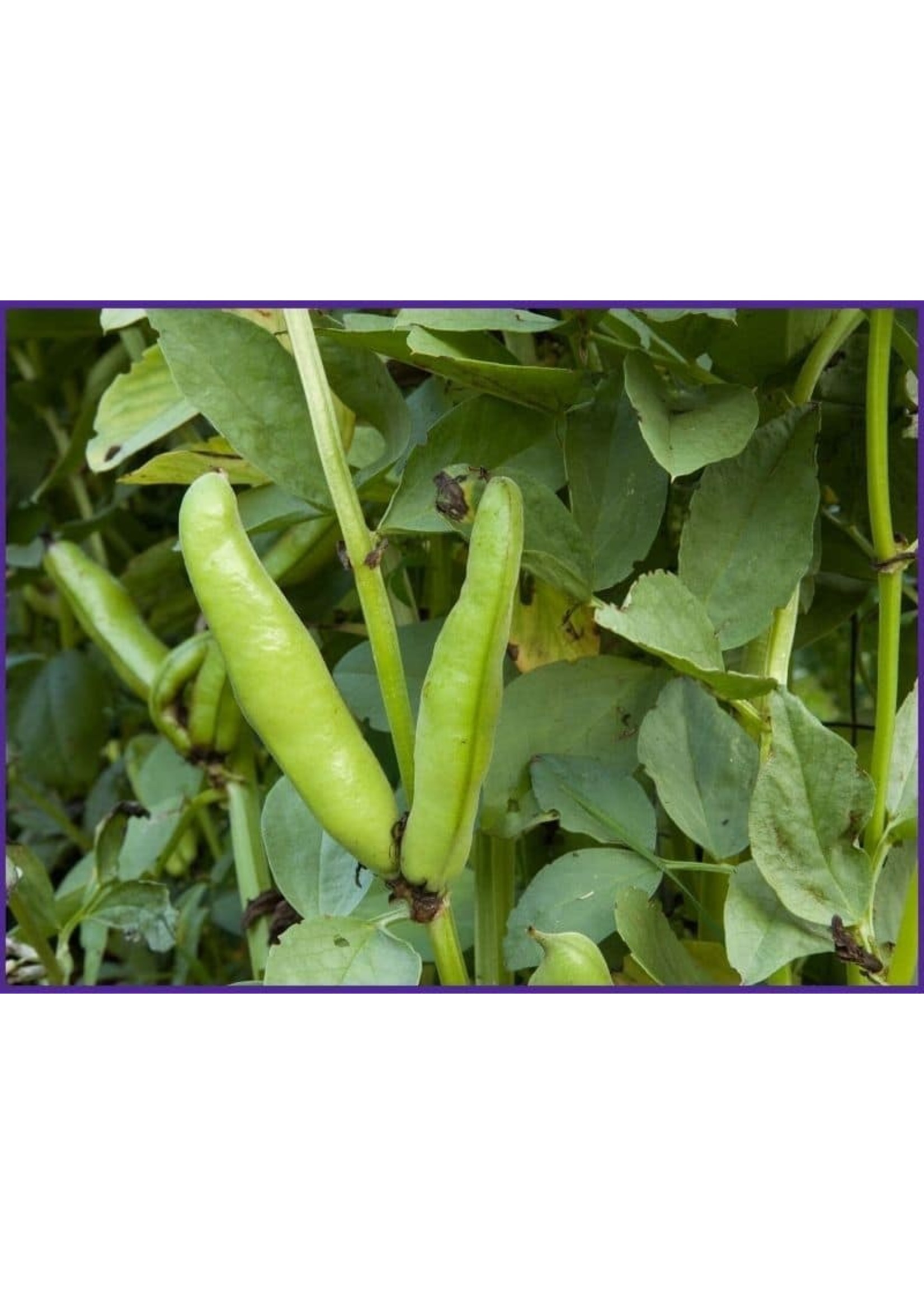 Heirloom Seeds(BIRRI) Bean– Fava Vroma