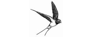 Black Swallow Soil