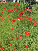 HomeGrow'N Grow Shop Poppy - Flanders Fields