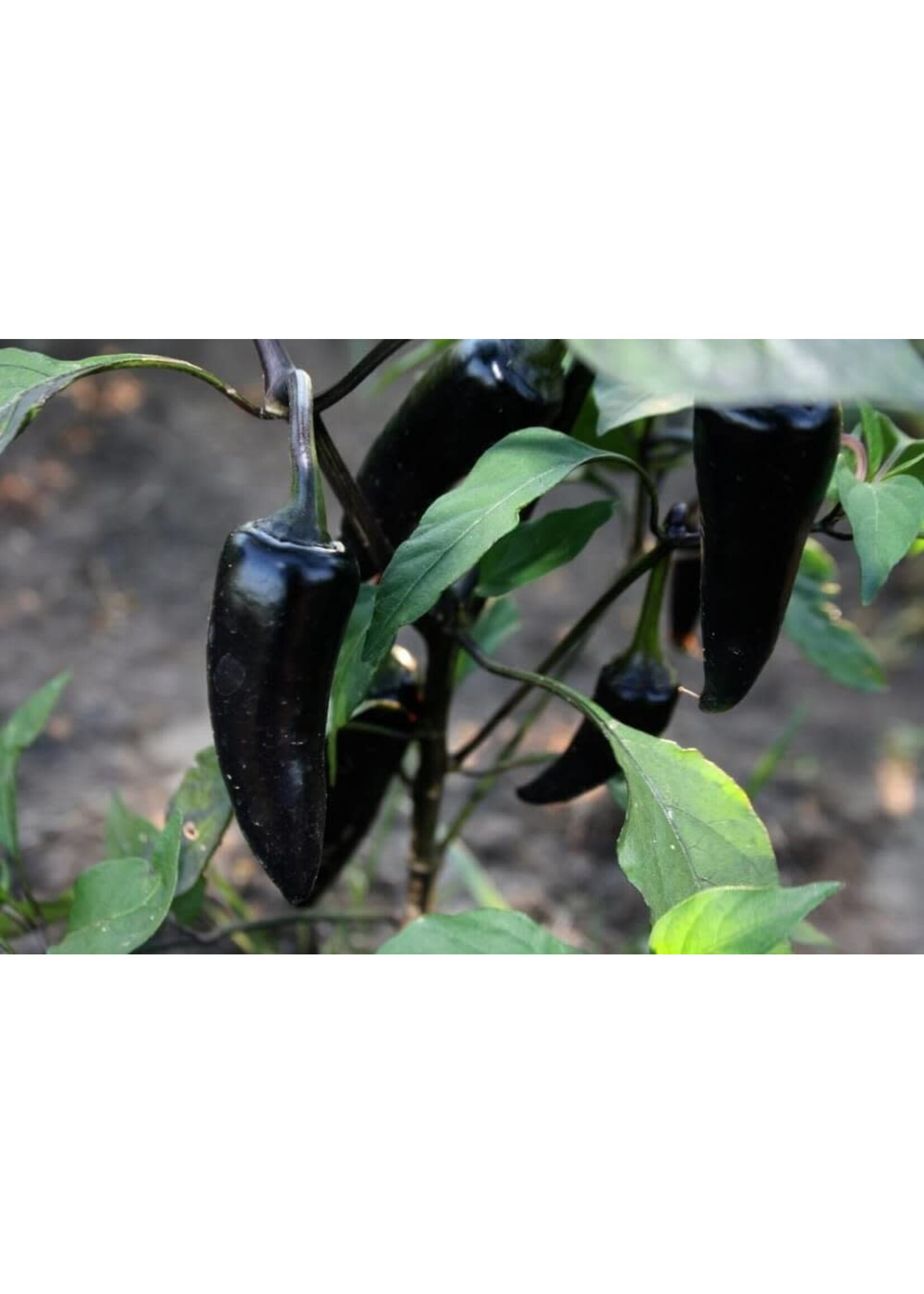 Heirloom Seeds(BIRRI) Hot Pepper – Black Hungarian