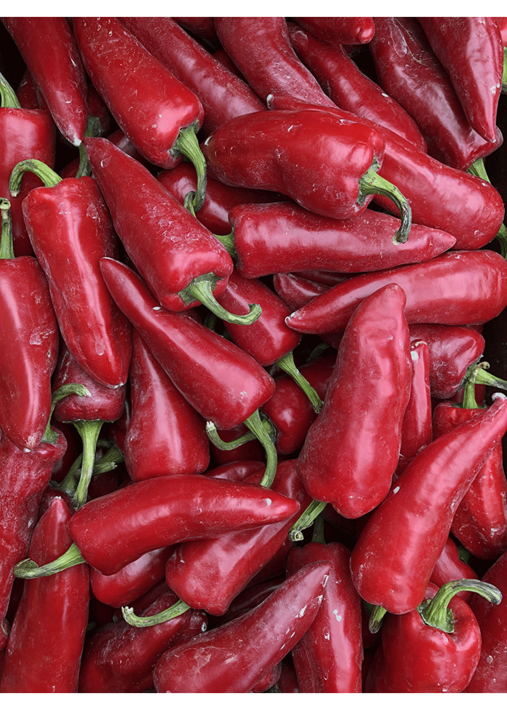 Heirloom Seeds(BIRRI) Hot Pepper – Gorria (Espelette type)