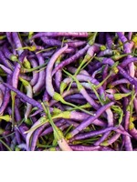 Heirloom Seeds(BIRRI) Hot Pepper – Cayenne Purple