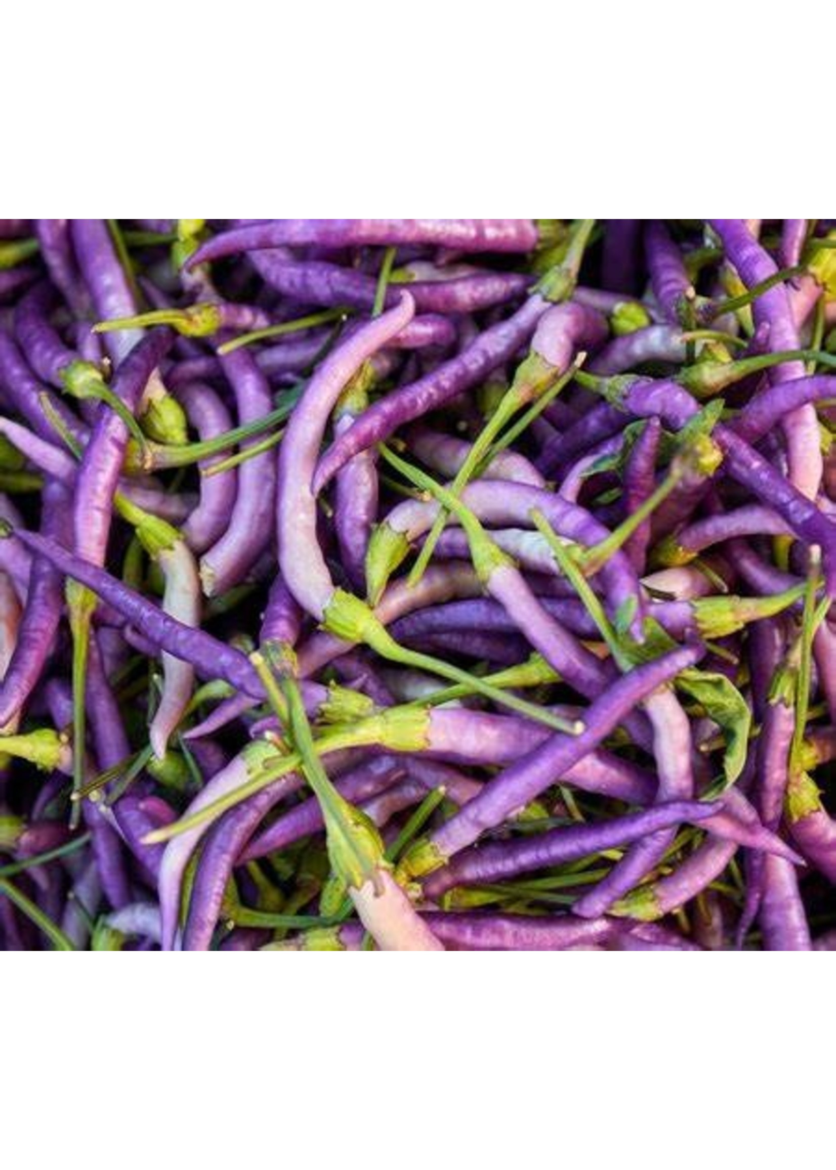 Heirloom Seeds(BIRRI) Hot Pepper – Cayenne Purple
