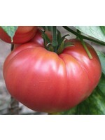 Heirloom Seeds(BIRRI) Tomato – German Johnson