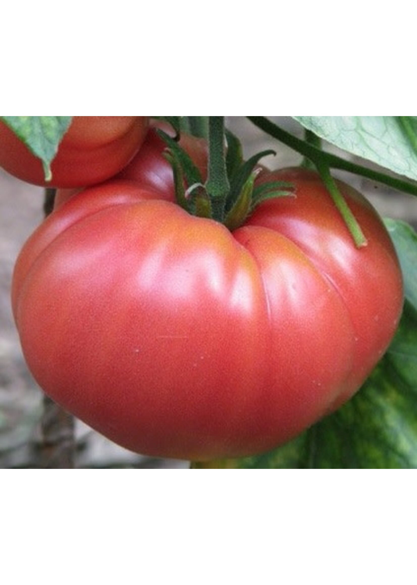 Heirloom Seeds(BIRRI) Tomato – German Johnson