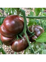 Heirloom Seeds(BIRRI) Tomato – Cherokee Purple