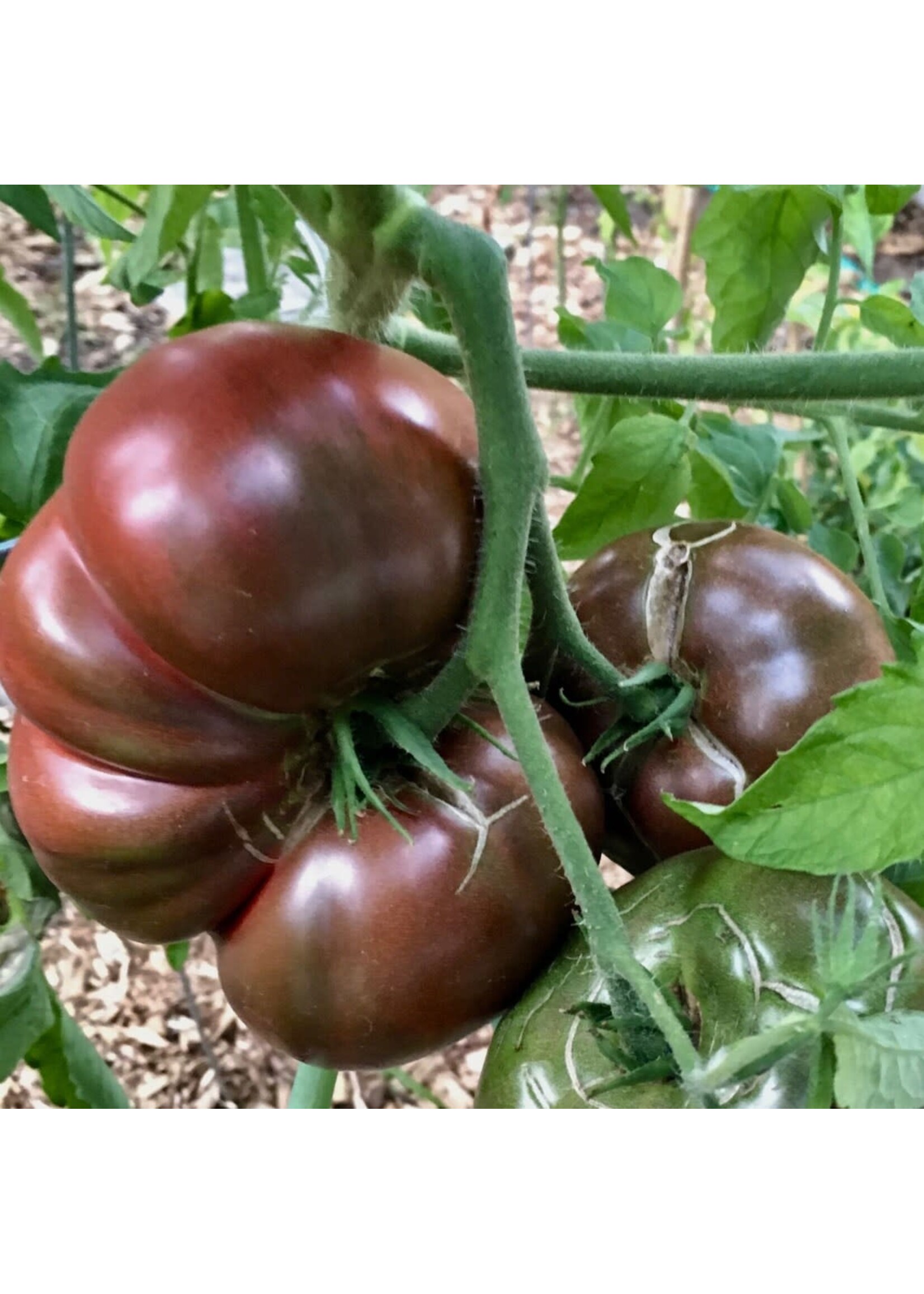 Heirloom Seeds(BIRRI) Tomato – Cherokee Purple