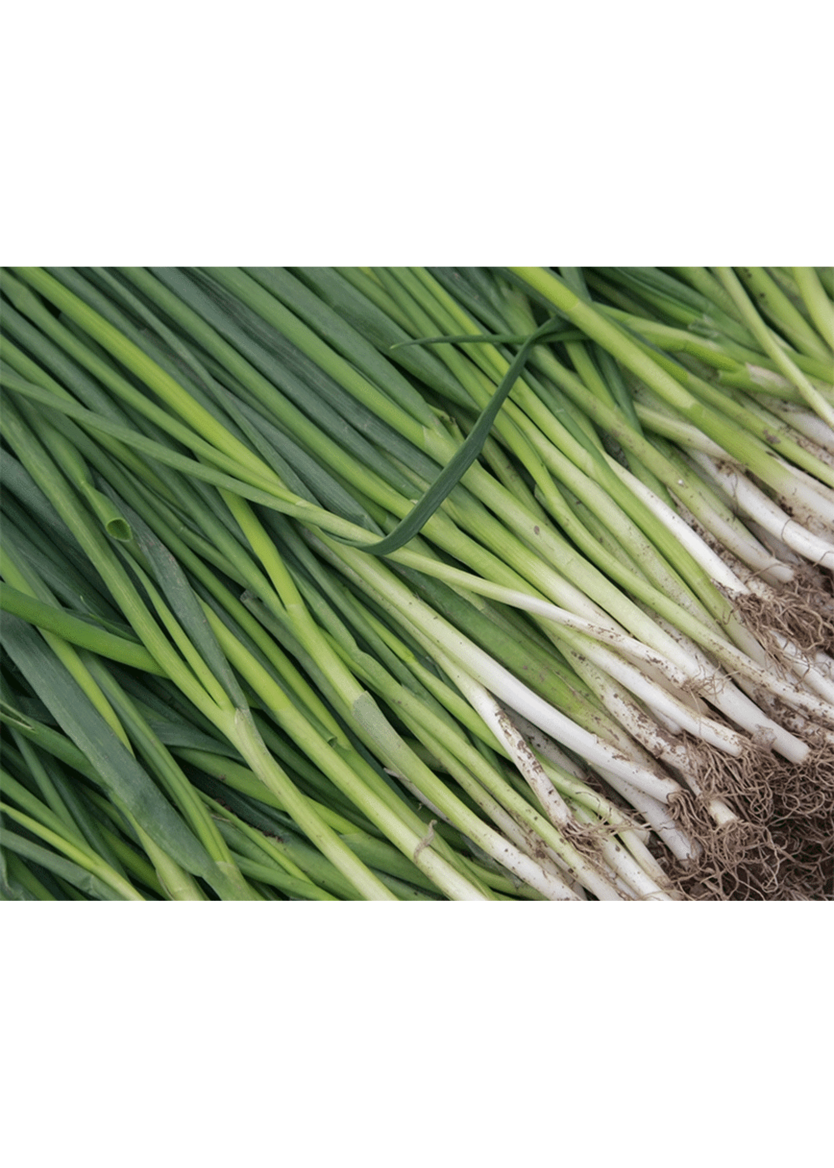 Heirloom Seeds(BIRRI) Onion –  Bunching Onion White Lisbon