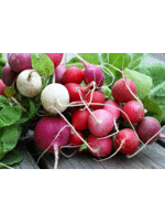 Heirloom Seeds(BIRRI) Radish – Easter Egg II blend