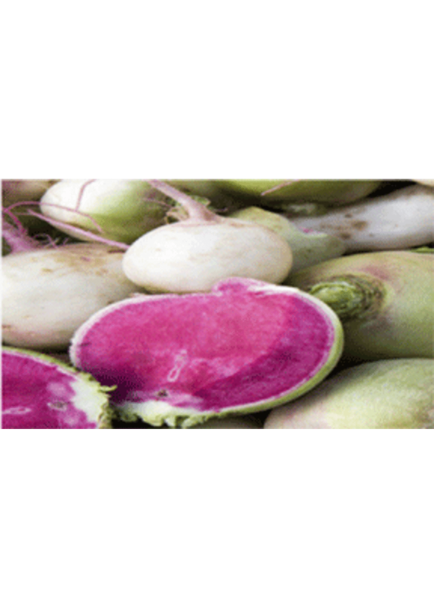 Heirloom Seeds(BIRRI) Radish – Watermelon
