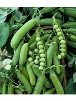 Heirloom Seeds(BIRRI) Pea – Alaska