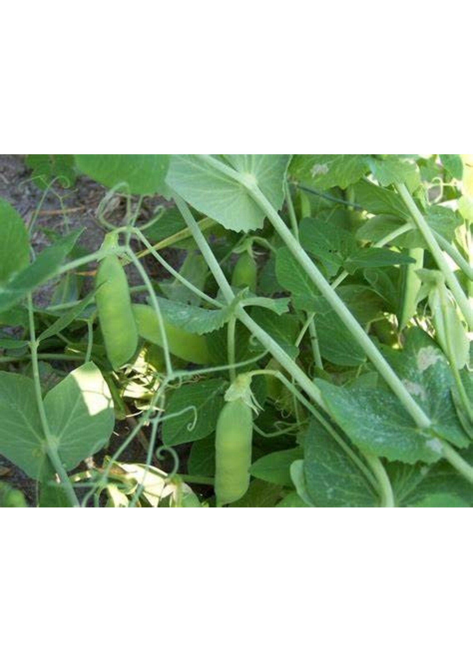 Heirloom Seeds(BIRRI) Pea – Alaska
