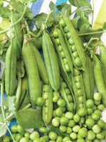 Heirloom Seeds(BIRRI) Pea – Early Perfection