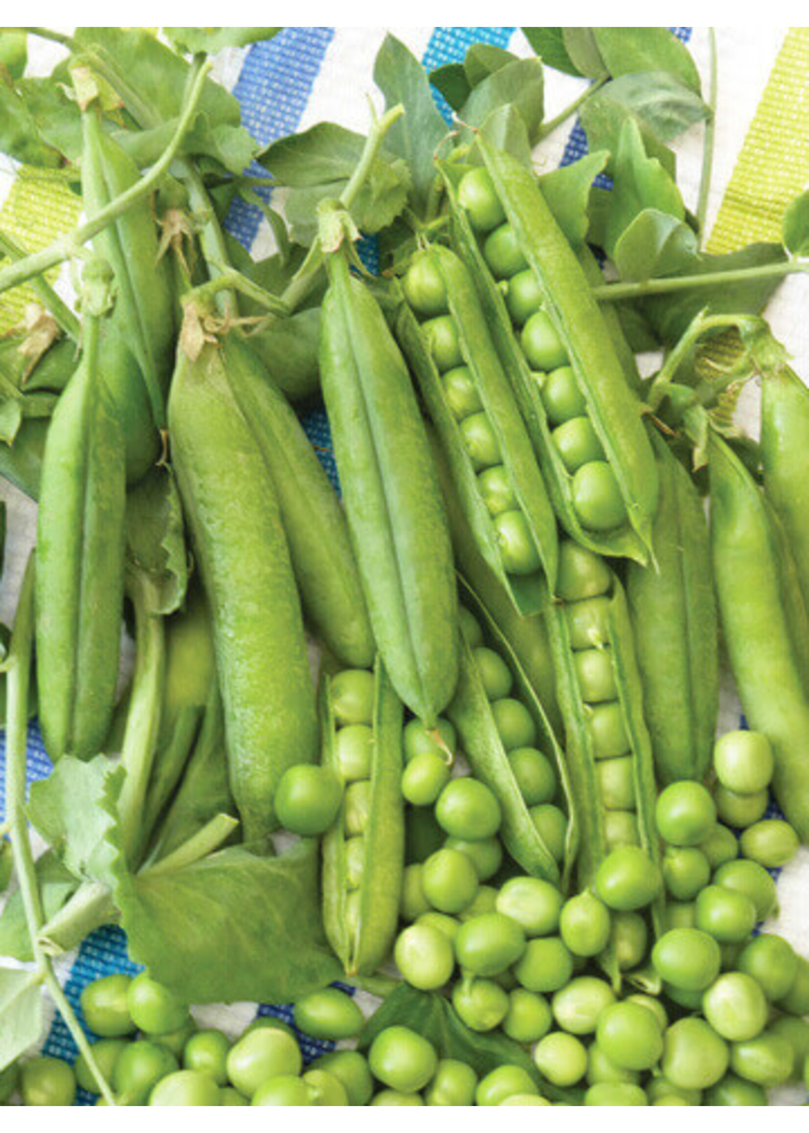 Heirloom Seeds(BIRRI) Pea – Early Perfection