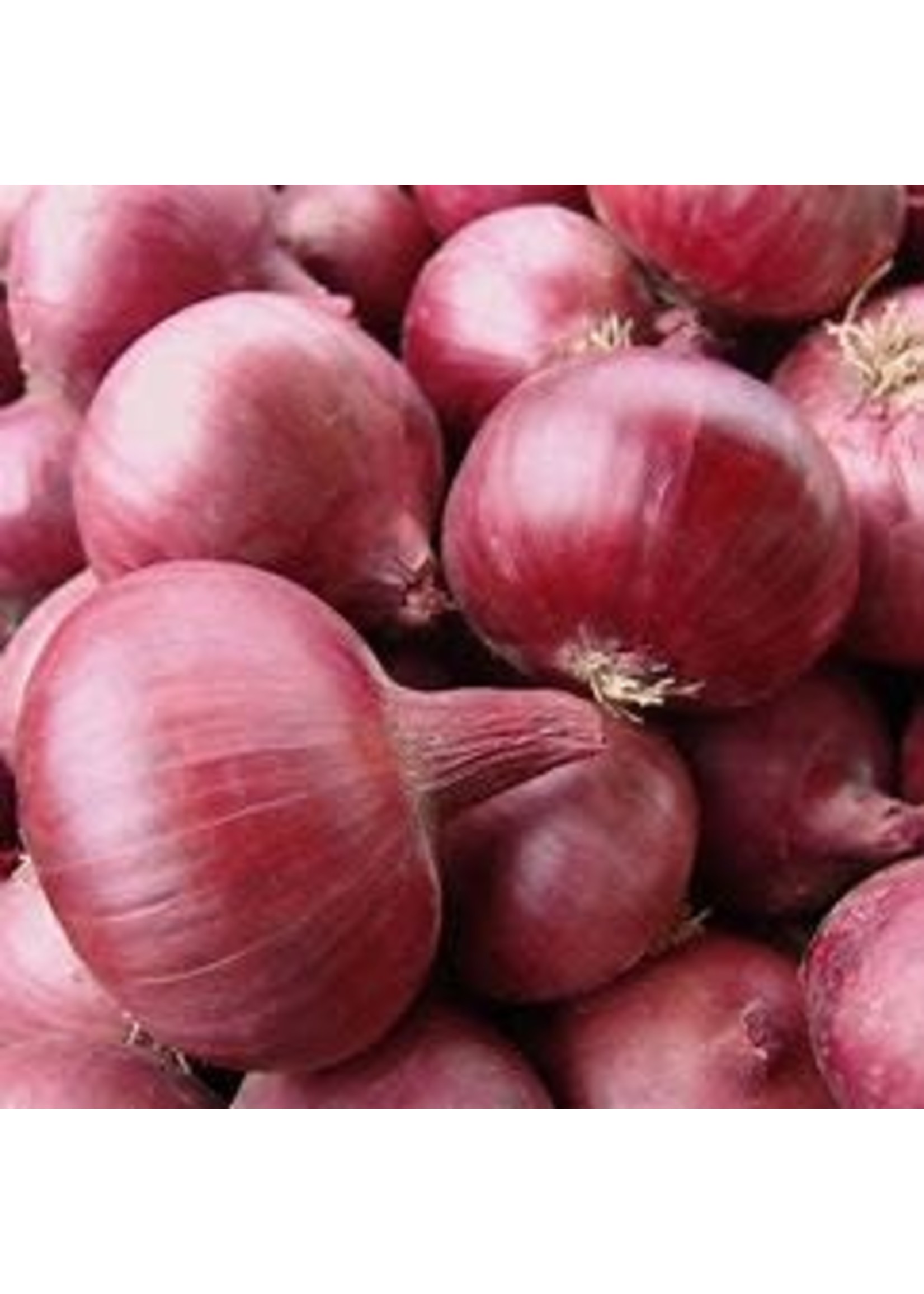 Onion Karmen Red