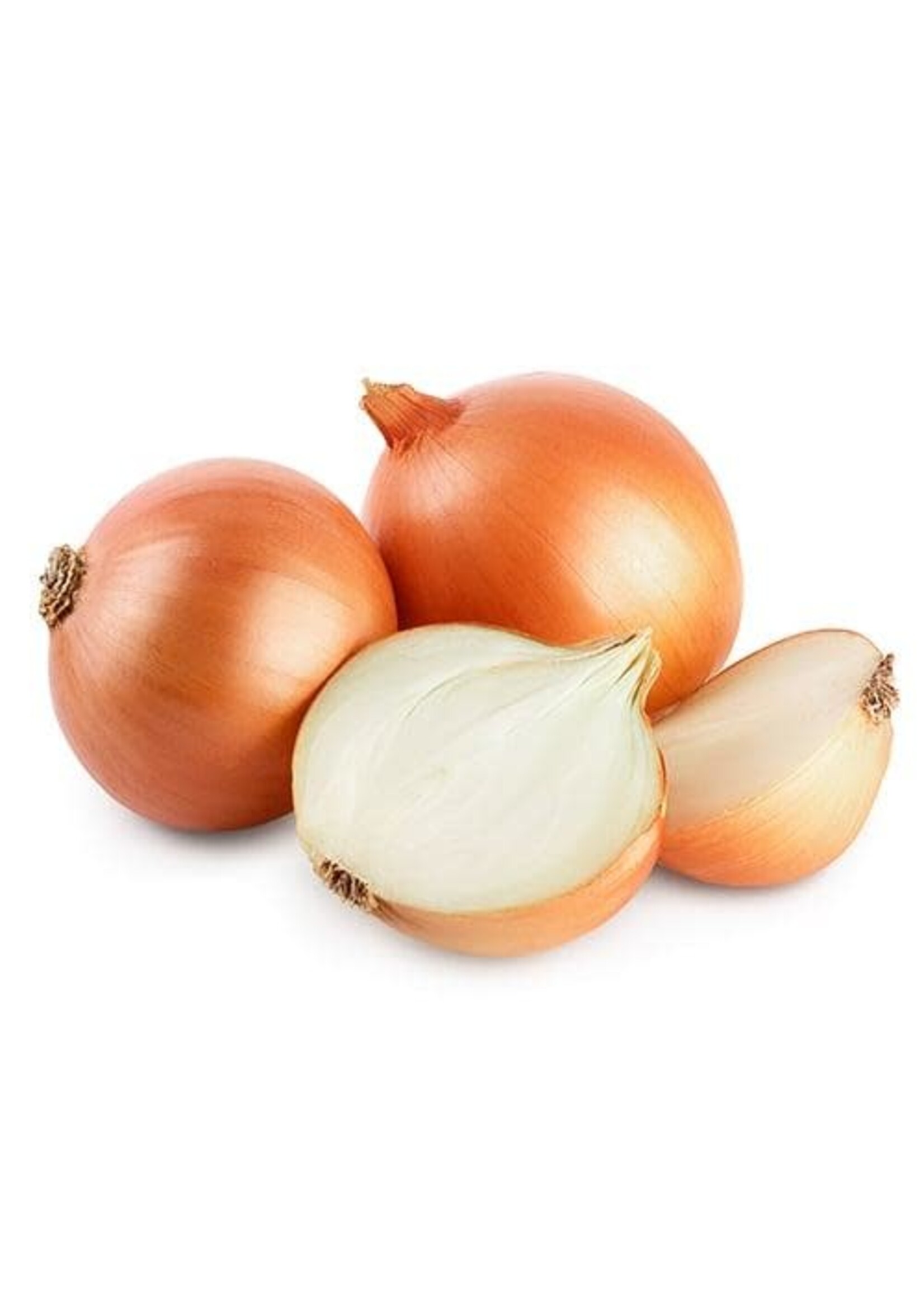 Onion bulb Stuttgarter Yellow