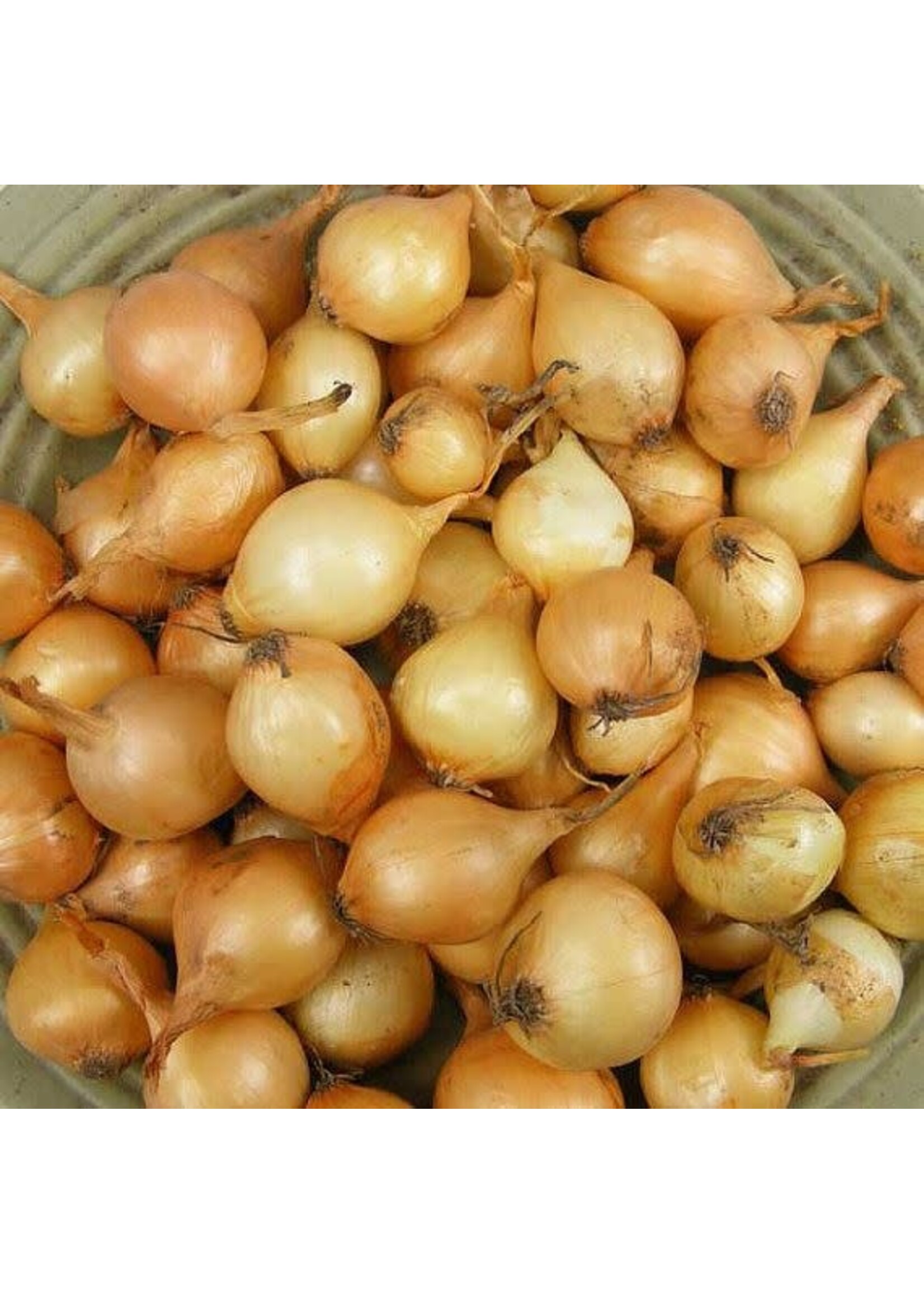 Onion bulb Stuttgarter Yellow