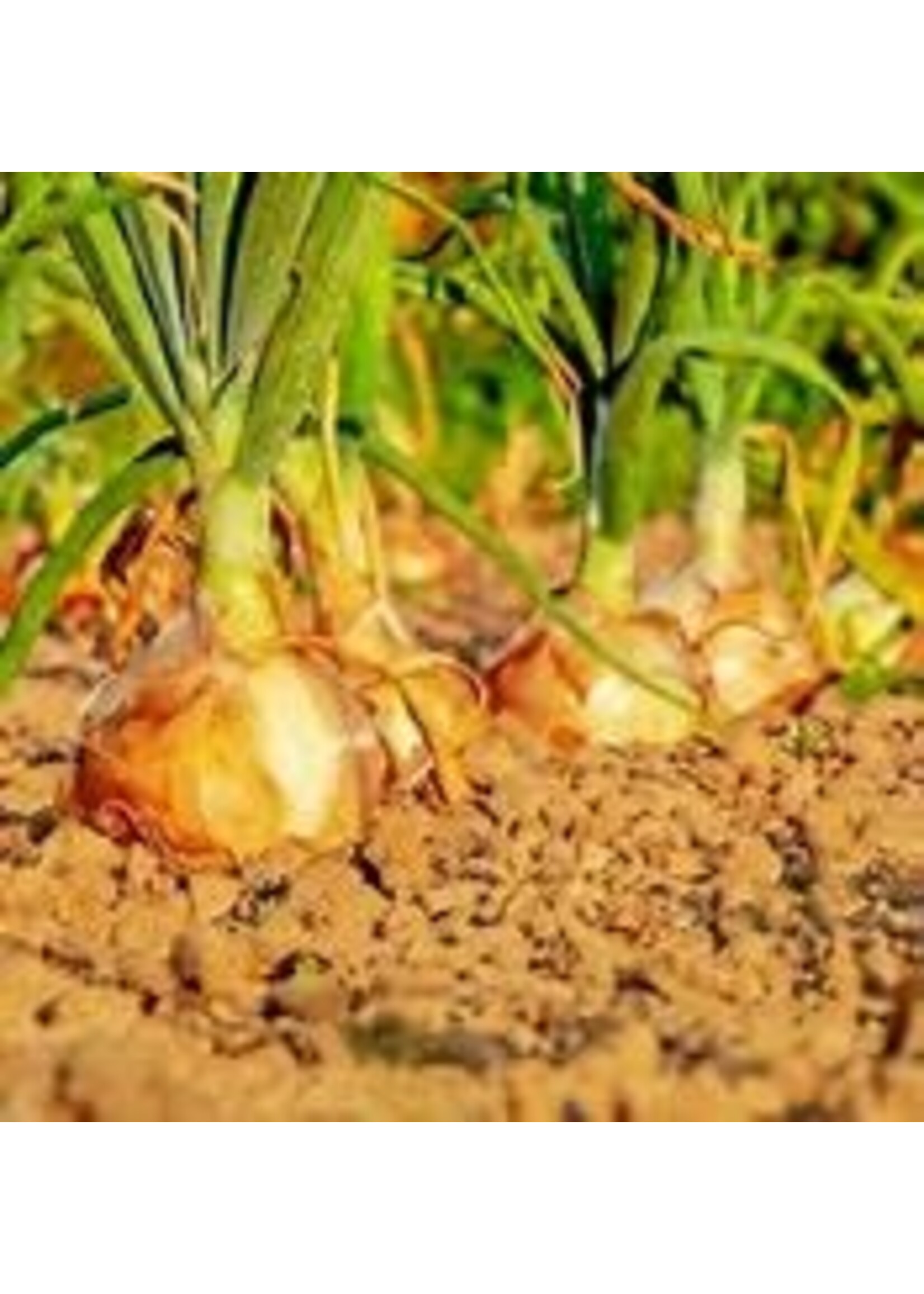 Onion bulb Sturon Yellow Spanish