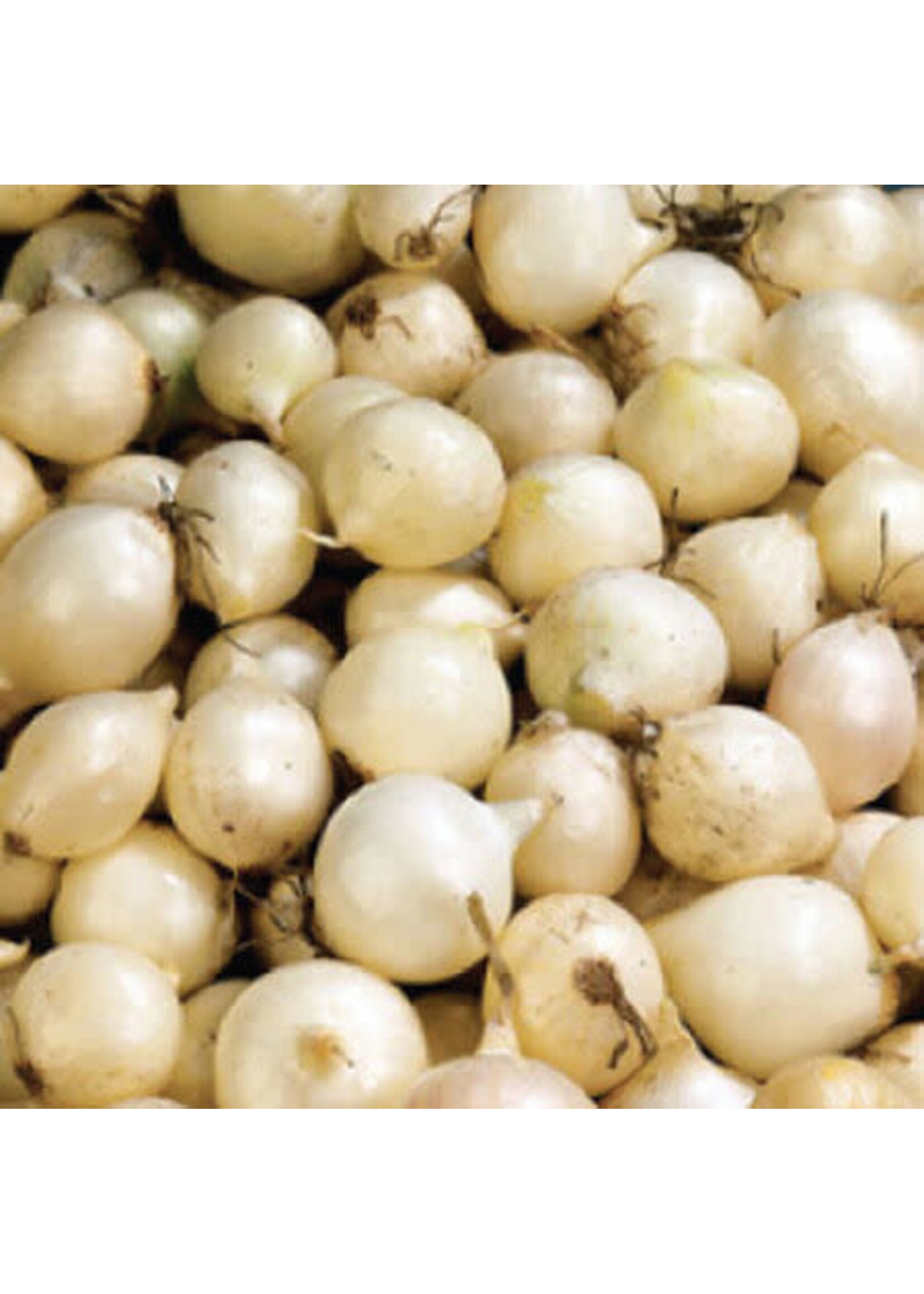 Onion bulb Snowball White